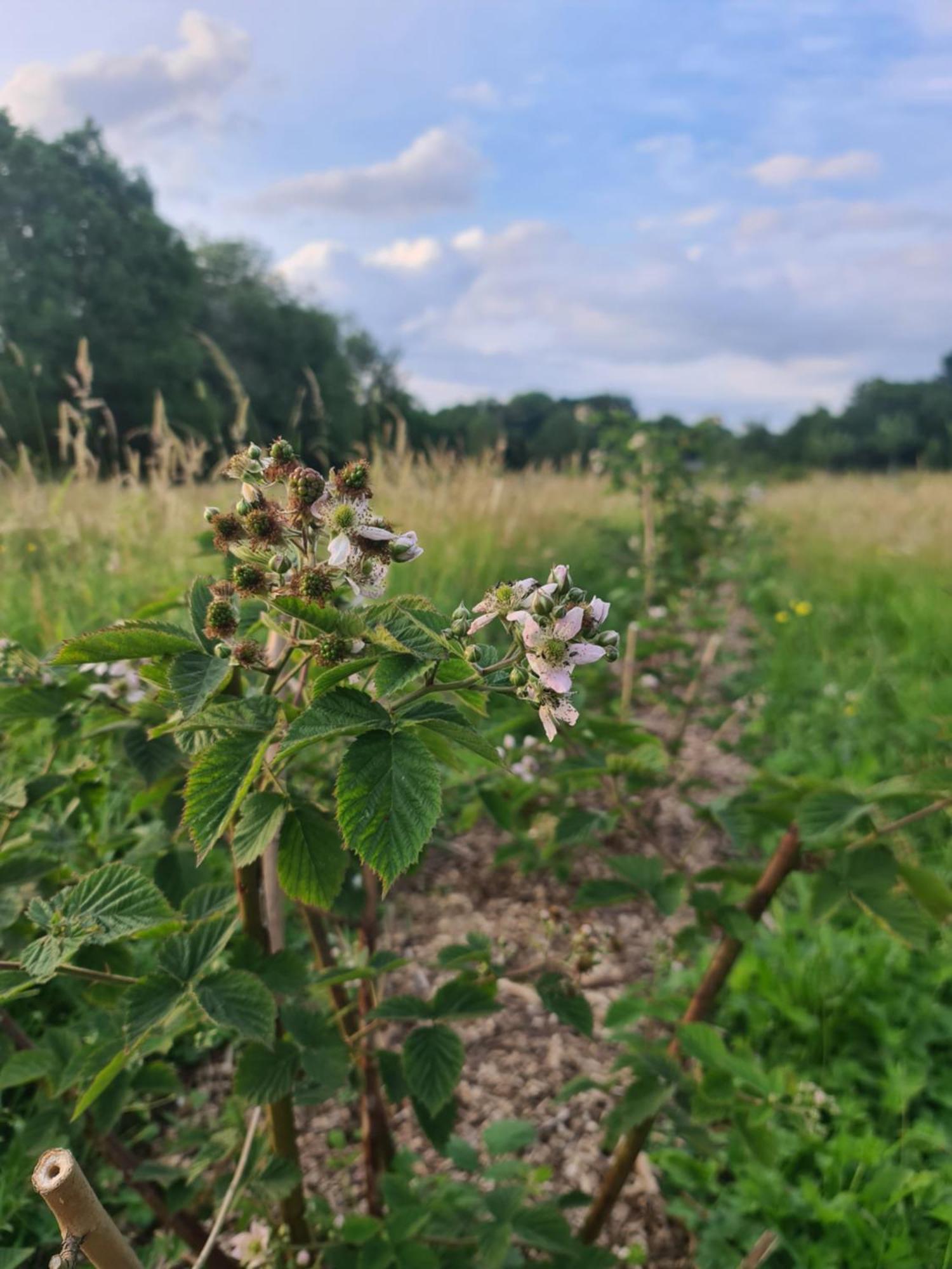 A La Ferme, Les Vergers Du Muscardin