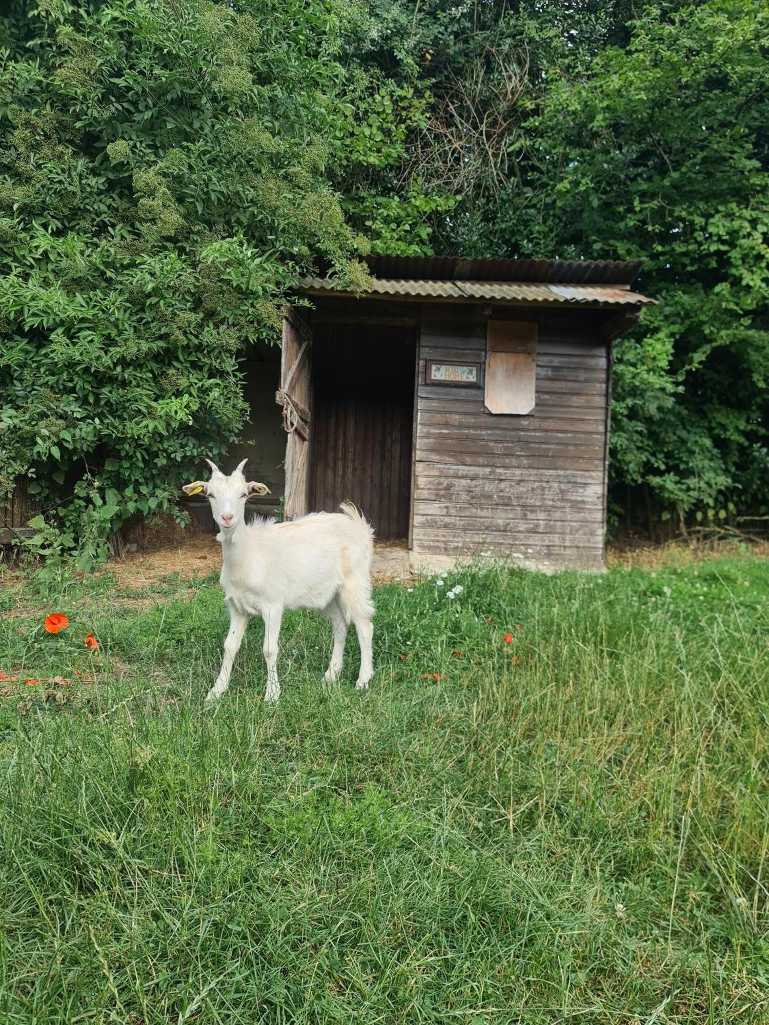 A La Ferme, Les Vergers Du Muscardin Farm stay *